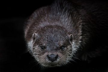 kop snuit otter kijkt naar je volledig gezicht close-up geïsoleerde zwarte achtergrond, snor, mangat van Michael Semenov