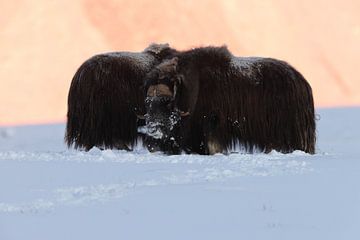 musk ox dans la première lumière du matin en hiver dans le parc national de Dovrefjell-Sunndalsfjell