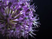 An allium bulb with purple flowers by Marjolijn van den Berg thumbnail