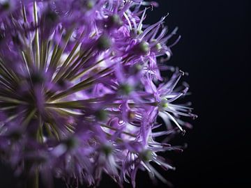 An allium bulb with purple flowers by Marjolijn van den Berg