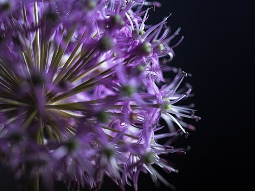 Een allium bol met paarse bloemetjes