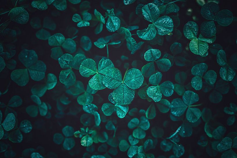 Shamrocks in winter by Florian Kunde