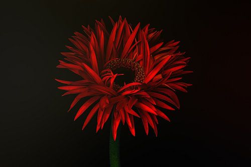 Donkere elegantie 11