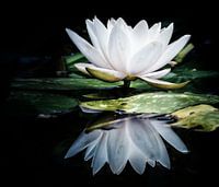 Reflectie van een witte waterlelie 