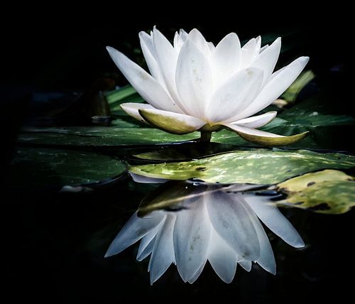 Réflexion d'un nénuphar blanc 