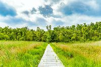Path to the unknown