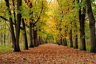Herfst in Nederlands bos van Edith Wijte thumbnail