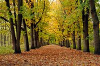 Autumn in Dutch forest