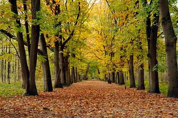 L'automne dans la forêt néerlandaise