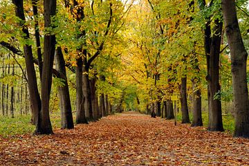 Herbst im niederländischen Wald