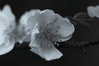 Apfelblüte schwarz und weiß von Foto Studio Labie Miniaturansicht