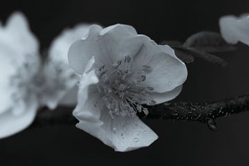 Appelbloesem zwart wit van Foto Studio Labie