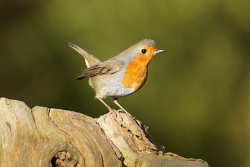 alerte roodborst