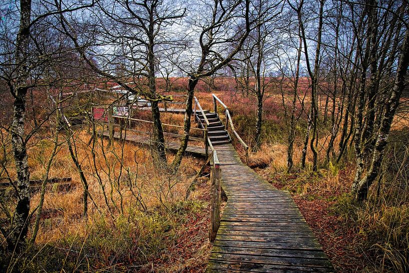 Brackvenn @ High Fens Eupen by Rob Boon