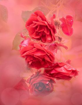 Falling Roses van Rosetta Schiff