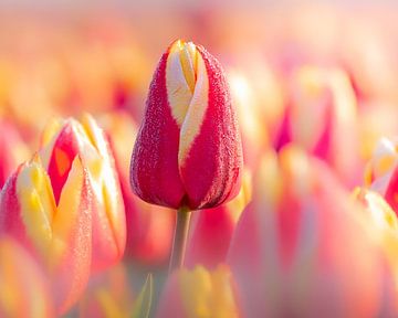 Vroege lentedauw op kleurrijke tulpen tijdens zonsopkomst