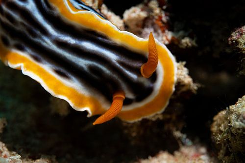 Zeeslak @ Komodo, Indonesie