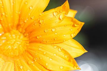 Gele bloem met waterdruppels van Gabrielle van der Hel