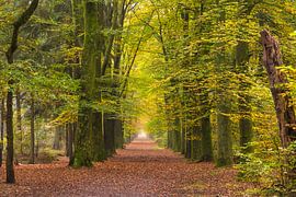 herfst20 van Geertjan Plooijer