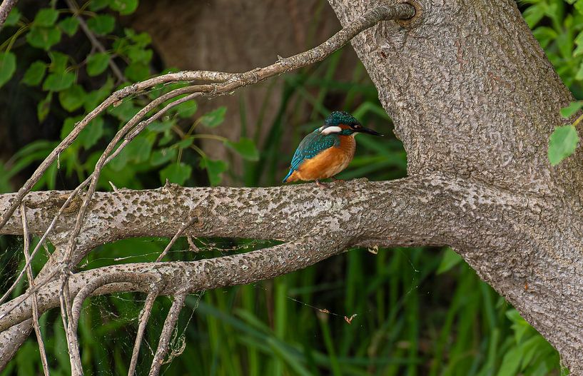 Kingfisher on a tree branch by Brian Morgan