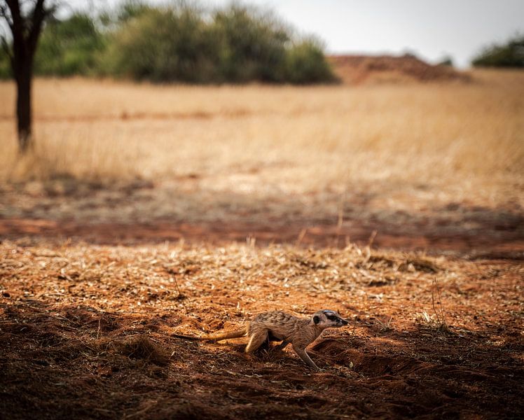 Meerkat in the Kalahari of Namibia, Africa by Patrick Groß