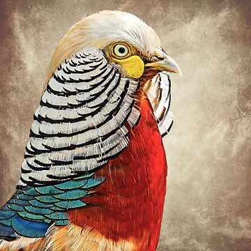 Portrait of a beautiful golden pheasant