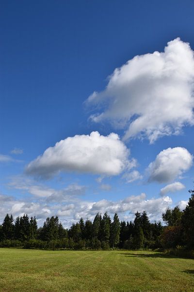 A field in spring by Claude Laprise