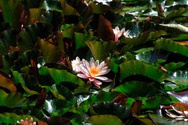 Pittoresque étang aux nénuphars