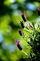 Lavendel