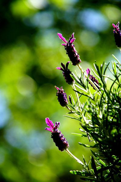 Lavendel par Bennie Eenkhoorn