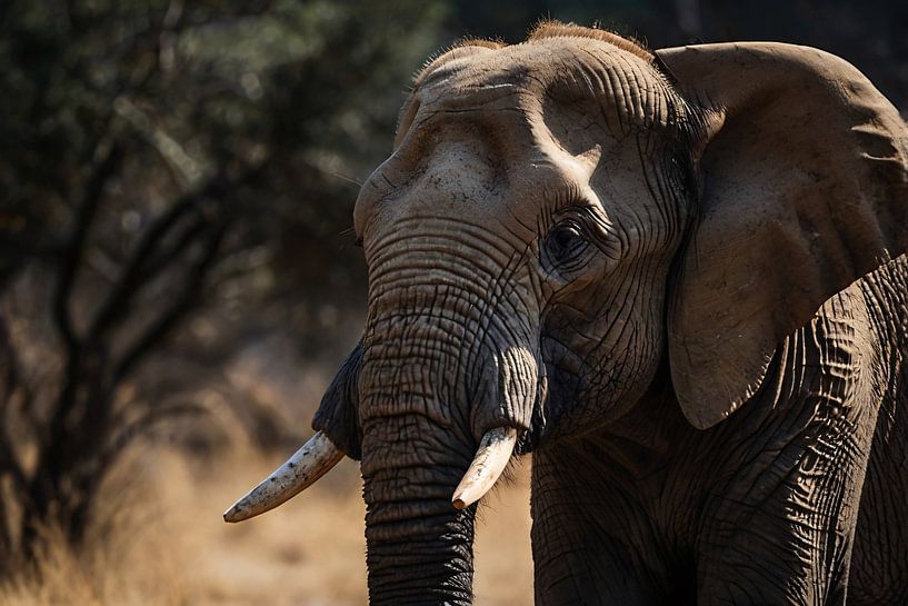 Beautiful close-up of an elephant in the wild by Art & Soul Creations