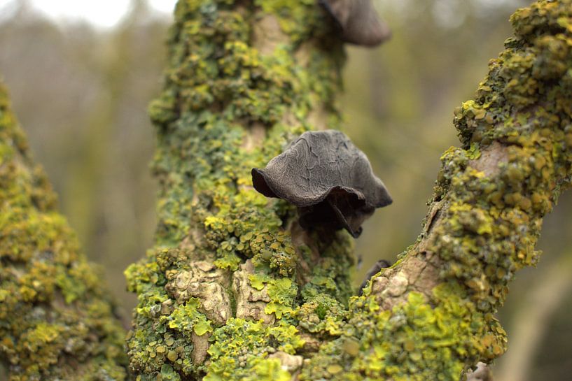black mushroom on branch by Marvin Van Haasen