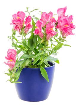 Pink snapdragon in flower pot on white background by ManfredFotos