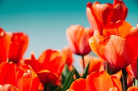 Tulpen II van Rob van der Post