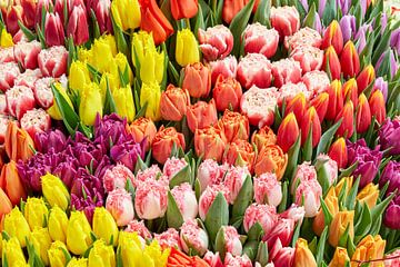 variety of colored tulips sur eric van der eijk