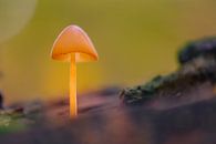 Wie eine kleine Laterne steht der kleine Helmling im Wald... von Horst Husheer Miniaturansicht