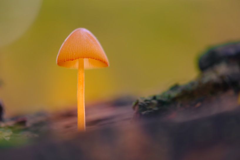 Wie eine kleine Laterne steht der kleine Helmling im Wald... von Horst Husheer