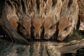 Drinking wild boar piglets by Dimara Celine van Busschbach