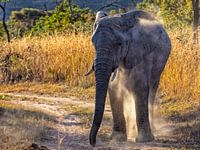 Olifant met opwaaiend stof