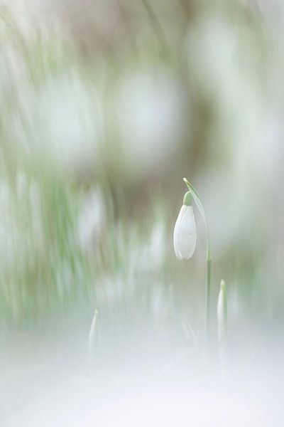 Snowdrop by Niels Hamelynck