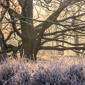 Lumière du matin d'hiver dans le vieux chêne sur Peschen Photography
