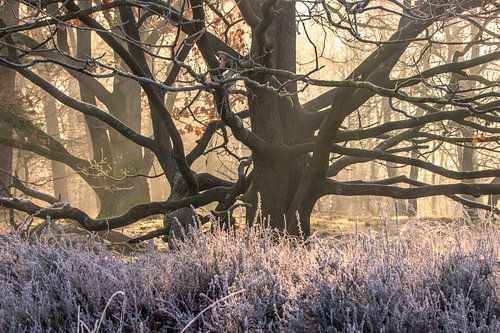Winter morning light in the old oak tree