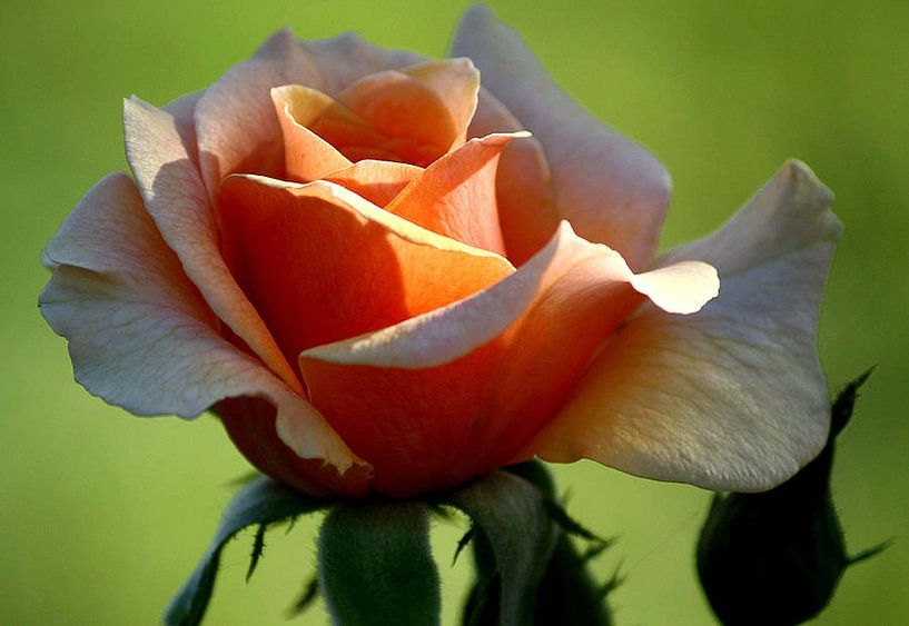 Peachy Keen van erikaktus gurun