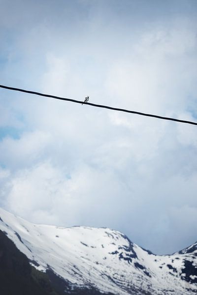 Witte kwikstaart in de Noorse bergen van Arja Schrijver Fotografie