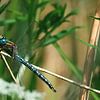 Glazier dragonflies by Sharmaine Doesberg-Pex