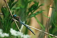 Glazier libellules