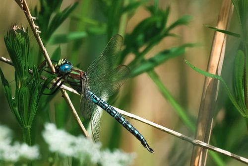 Glazenmaker libellen