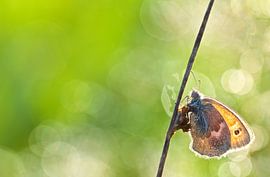 Dress to impress  von Lieuwkje Vlasma