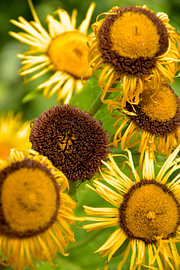 Sommerlicht in Goldgelb – Sonnenblumen von Bianca ter Riet