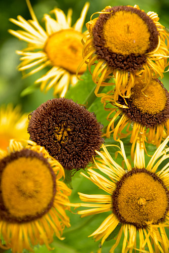 Lumière d'été dans les tons jaune doré - Tournesols